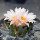 ARIOCARPUS bravoanus VM 288, f. white flower, illustrative photo