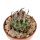 TURBINICARPUS schmiedickeanus RS 748, illustrative photo