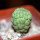 TRICHOCAULON similis, seedling