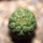 TRICHOCAULON similis, seedling