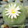 LOPHOPHORA diffusa ssp.kubesae (polycephala) JJH 0010892, illustrative photo