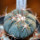 ECHINOCACTUS horizonthalonius, seedling