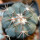 ECHINOCACTUS horizonthalonius, seedling