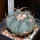 ECHINOCACTUS horizonthalonius, seedling