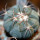 ECHINOCACTUS horizonthalonius, seedling