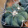 ECHINOCACTUS horizonthalonius F98, Las Mariposas,NL., Mex., seedling