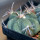 ECHINOCACTUS horizonthalonius F98, Las Mariposas,NL., Mex., seedling