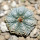 AZTEKIUM ritteri, 1,9 cm, 5 cm pot, SEEDLING