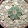 AZTEKIUM ritteri, 2 cm, 5 cm pot, SEEDLING