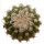 DISCOCACTUS placentiformis aff. RNK 108, illustrative photo