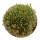 AVONIA quinaria ssp. alstonii f. monstrose, seedling