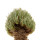 AVONIA quinaria ssp. alstonii f. monstrose, seedling