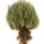 AVONIA quinaria ssp. alstonii f. monstrose, seedling