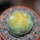 LOPHOPHORA williamsii var. grimii f. variegata