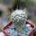 PILOCANTHUS paradinei, seedling