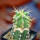 ASTROPHYTUM caput - medusae + Ferocactus glaucescens, chimera, clone S1