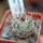 MAMMILLARIA huitzilopochtli var. niduliformis, seedling