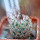 MAMMILLARIA huitzilopochtli var. niduliformis, seedling