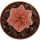 EUPHORBIA abdelkurii cv. Damask, illustrative photo