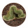 EUPHORBIA susannae f. cristata variegate ex Cok, illustrative photo