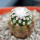 NAVAJOA fickeisenii f. brevispina ex Hájek, frostproof, grafted