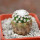NAVAJOA fickeisenii f. brevispina ex Hájek, frostproof, grafted
