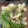 EUPHORBIA susannae f. cristata variegate ex Cok, grafted