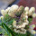 EUPHORBIA susannae f. cristata variegate ex Cok, grafted