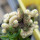 EUPHORBIA susannae f. cristata variegate ex Cok, grafted