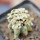 MAMMILLARIA bertholdii GCG 10006, San Pedro de Quichapa, grafted