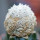 ASTROPHYTUM asterias cv. Turtle, grafted