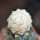 ASTROPHYTUM asterias cv. Turtle, grafted