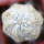 ASTROPHYTUM asterias cv. Turtle, grafted
