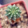 AZTEKIUM ritteri f. intercostatum GCG 10888, Puente Ciprian, clone 9, grafted