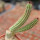 CIPOCEREUS minensis, 2x seedlings