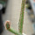 CIPOCEREUS crassisepalus, grafted seedling
