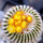 UEBELMANNIA gummifera f. tall plants RNK 102, illustrative photo