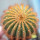 UEBELMANNIA pectinifera var. eriocactoides RNK 78 (type), Curimataí, Mg, Br., grafted seedling 