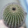 UEBELMANNIA pectinifera var. crebrispina RNK 69, nov. prov., seedling