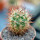 AUSTROCACTUS bertinii PHA 2147, seedling