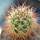 AUSTROCACTUS bertinii PHA 2147, seedling