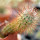 AUSTROCACTUS bertinii PHA 2147, seedling