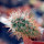 AUSTROCACTUS bertinii PHA 2147, seedling