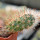 AUSTROCACTUS bertinii PHA 2147, seedling