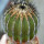 UEBELMANNIA pectinifera var. inhaiensis n.n. RNK 11, flowering seedling, 15 years old