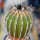 UEBELMANNIA pectinifera var. inhaiensis n.n. RNK 11, flowering seedling, 15 years old