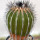 UEBELMANNIA pectinifera var. inhaiensis n.n. RNK 11, flowering seedling, 15 years old