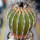 UEBELMANNIA pectinifera var. inhaiensis n.n. RNK 11, flowering seedling, 15 years old
