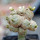 BLOSSFELDIA spec., grafted seedling