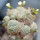 BLOSSFELDIA spec., grafted seedling